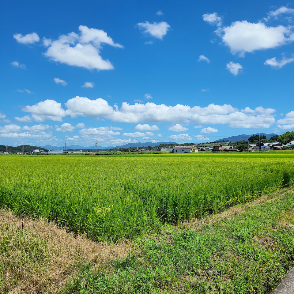 田園