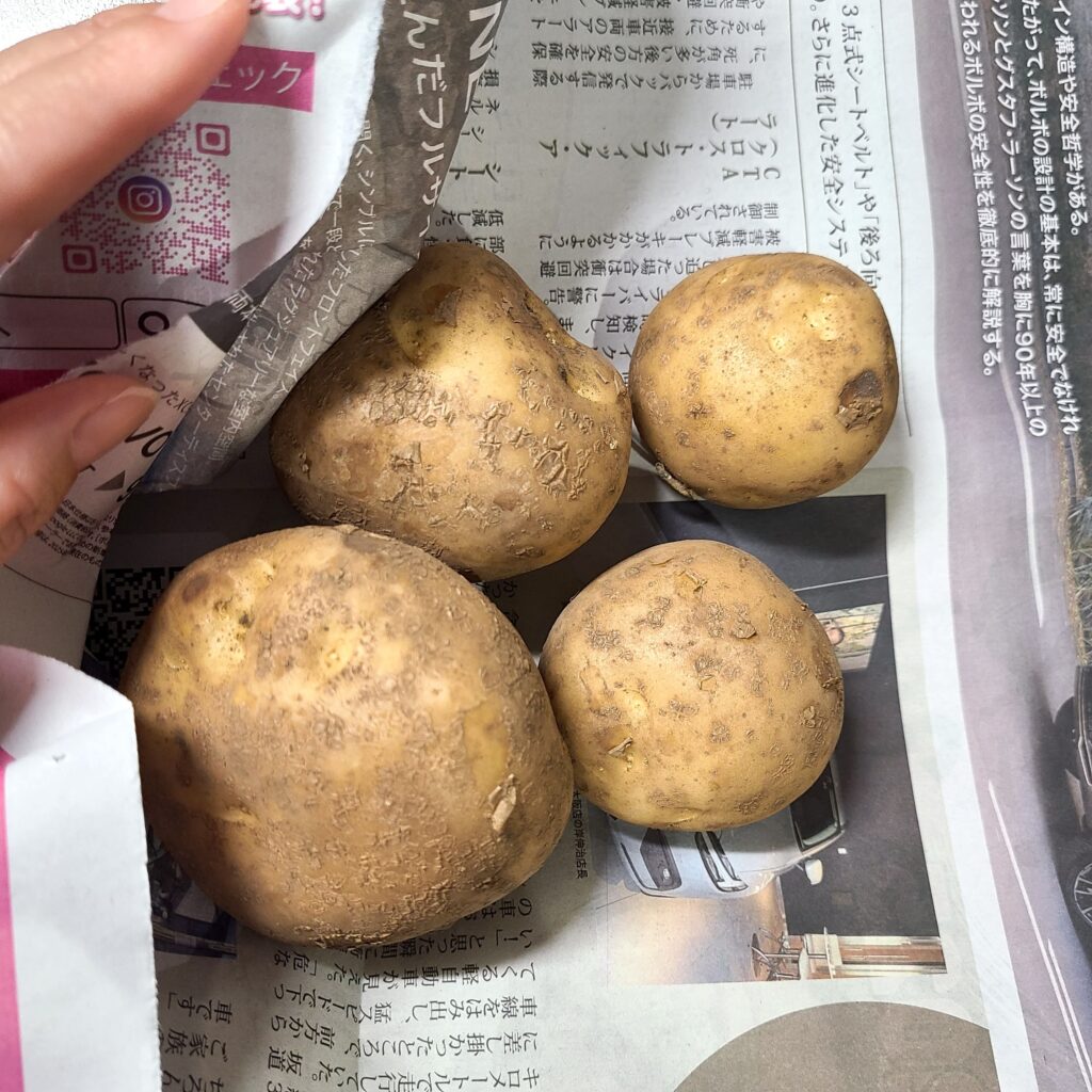 ジャガイモを新聞紙で包む